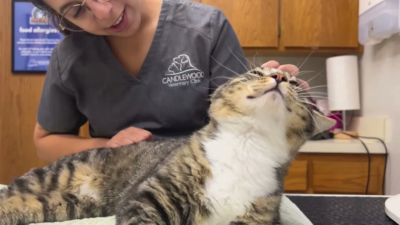 A relaxed tabby cat with its eyes half closed, getting a chin scratch from a team member