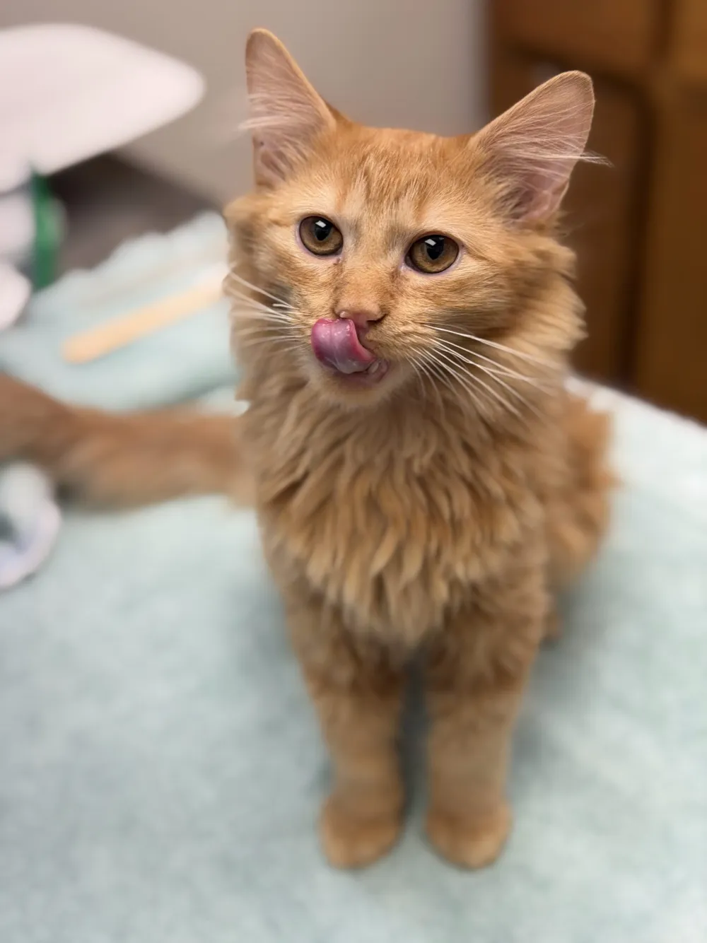 A fluffy orange cat on the exam table licking its lips