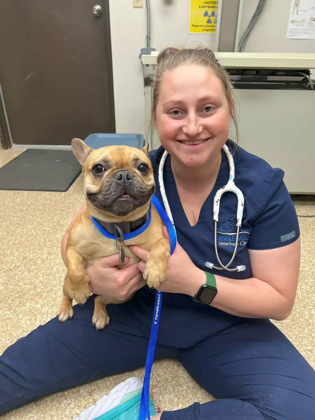 A team member sitting on the floor hugging a fawn French bulldog