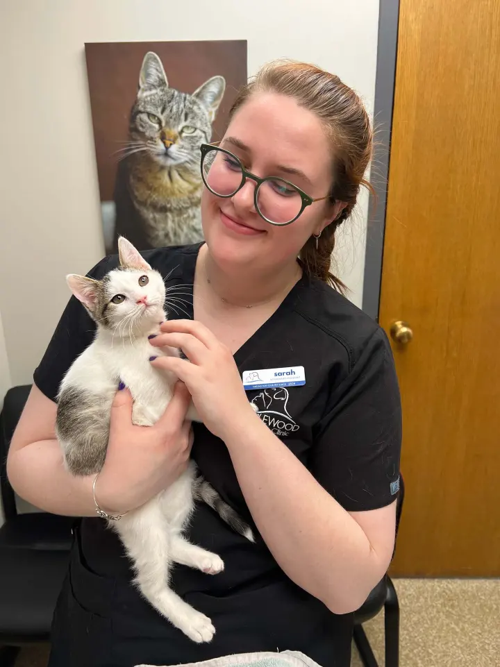 A team member in glasses holding a gray and white kitten