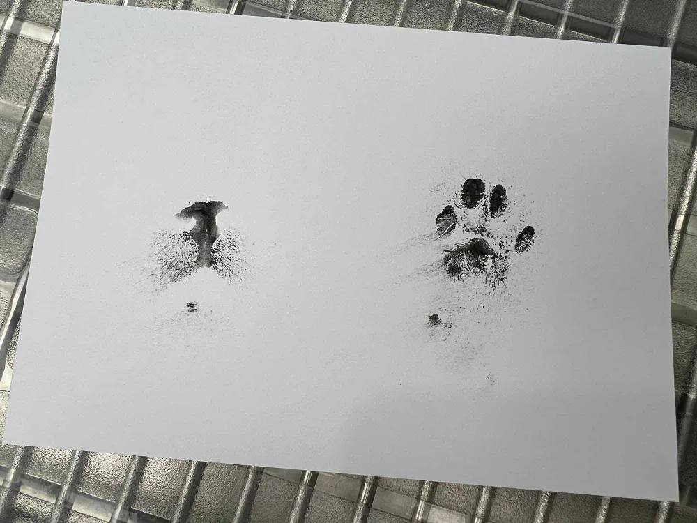 An ink paw print and nose print pressed onto white paper