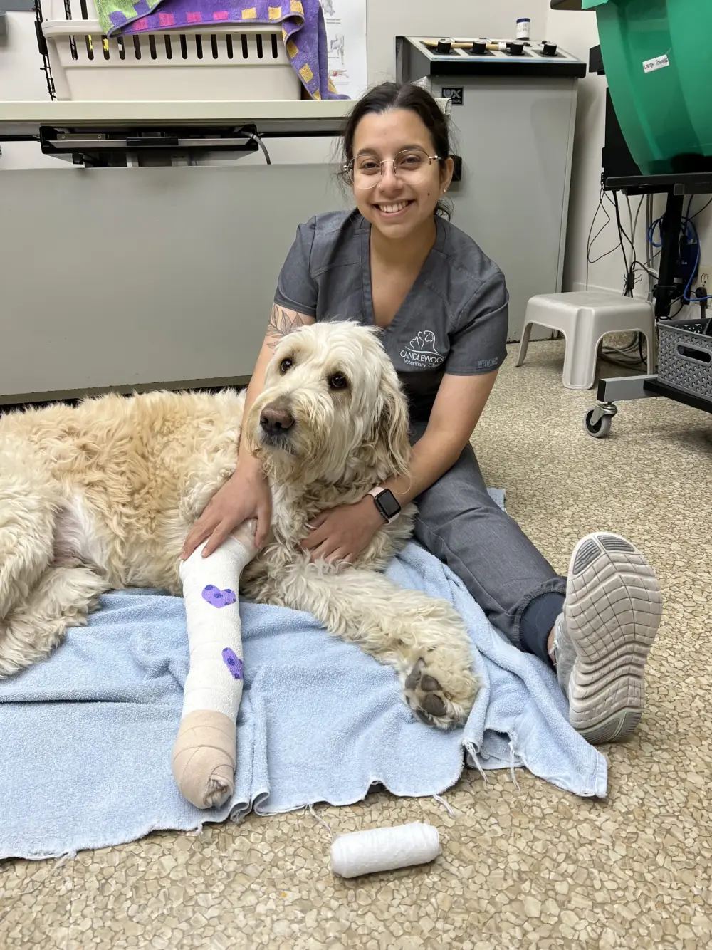 A smiling team member on a blanket on the floor with a golden doodle whose leg is bandaged