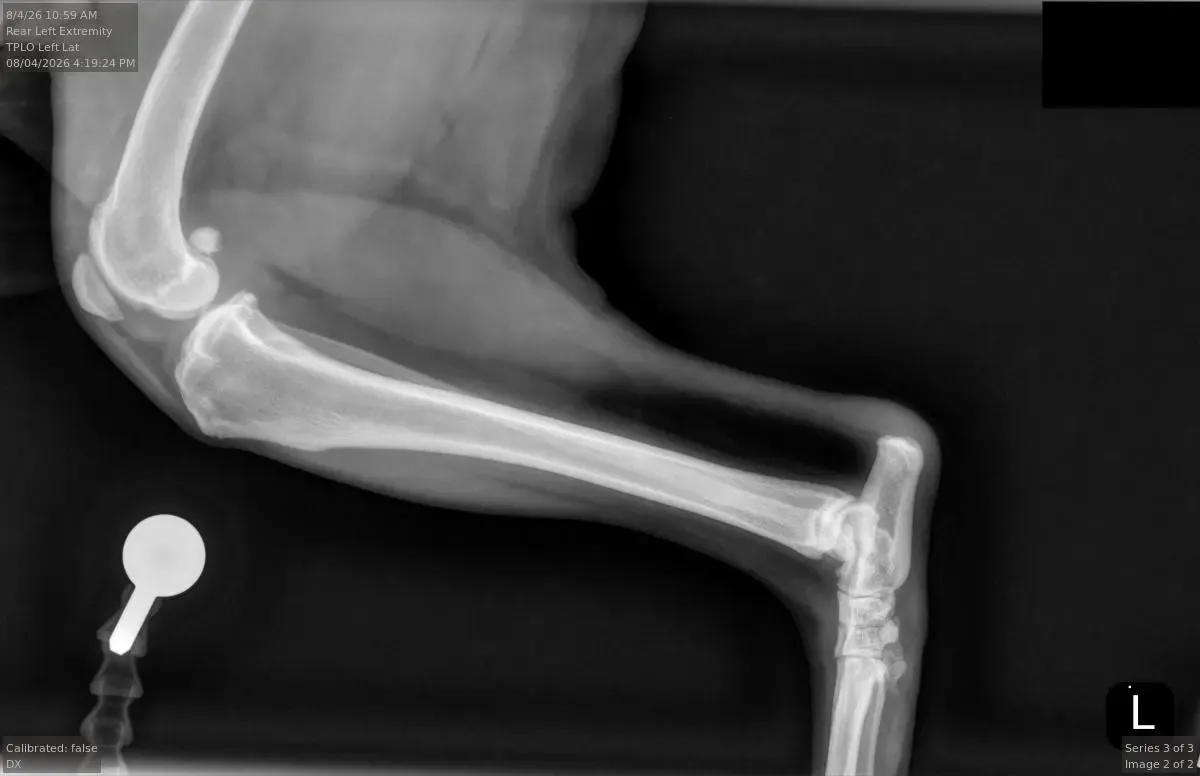 A side-view radiograph of a dog’s knee with a TPLO bone plate in place