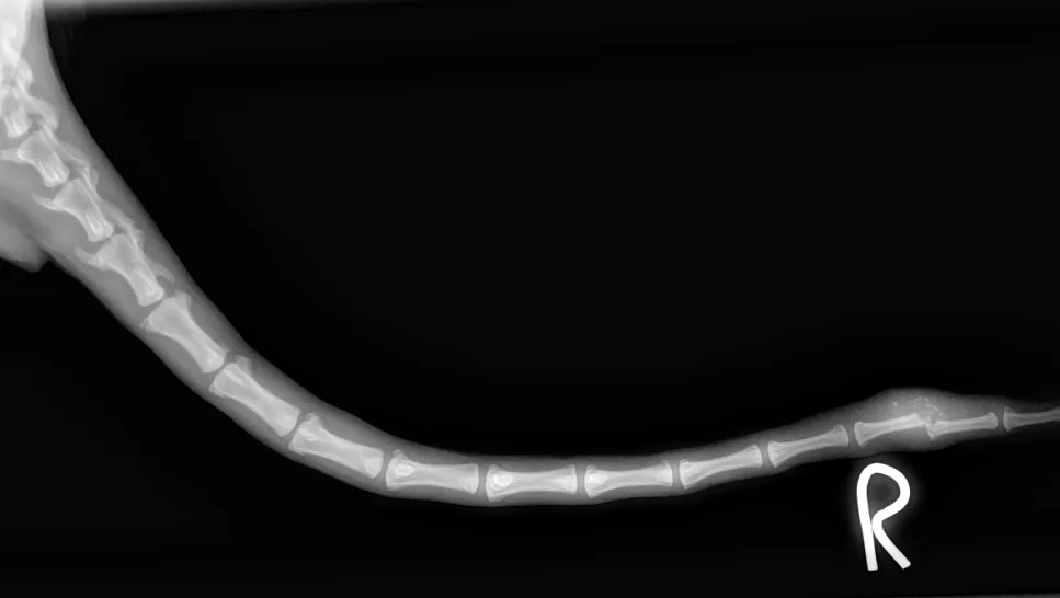 A digital radiograph of a pet&rsquo;s tail on a black background
